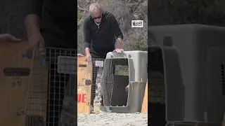 Kevin Costner rel&acirc;che un lion de mer dans la nature #sealions #kevincostner #freedom #animals
