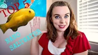 TOP 5 NANO SALTWATER FISH FOR BEGINNERS