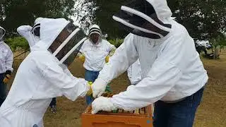 Burr comb removal in preparation for frame extraction