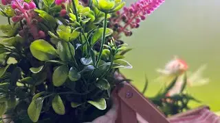 ASMR Whispering Waves is live! good morning