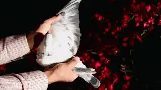 KT24-15027 GRIZZLE HEN