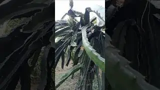 #training and pruning of disease parts in dragon fruits&hearts;️ #youtubeshorts #viralvide #agrifuture #fyp