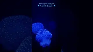 White-spotted jellyfish 🪼 Ocean&aacute;rio de Lisboa 🪼