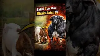 बकरी सात दिन में भैंस जैसी (सीक्रेट)   #goat #goatfarming #goats #farm #farmstar