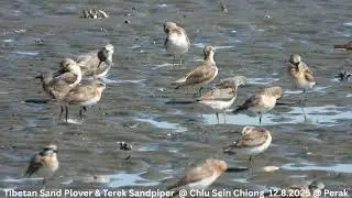 Tibetan Sand Plover & Terek Sandpiper @ Chiu S C DSCN8193