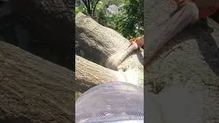Removing a Storm Damaged Oak Tree 🌳 #short #shorts #treework #treeremoval #arborist