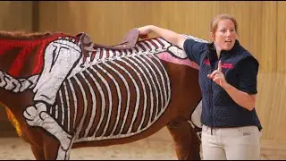 Movement From an Anatomical Perspective - Horses Inside Out