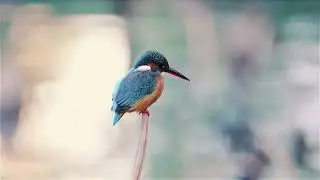 Piano and Birdsong: Healing Effects of Nature and Music/Relax|  Исцеляющие Вибрации Природы и Музыки