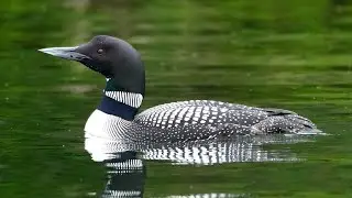 Bill to protect loons from lead poisoning passes in Maine legislature