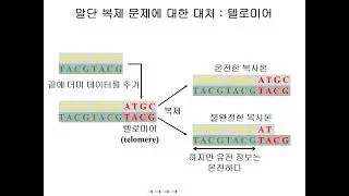 텔로미어와 DNA의 말단 복제의 문제(end replication problem) 그리고 생명의 딜레마