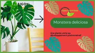Monstera deliciosa #vegetosphere  #plants #monstera