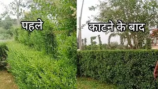 Manually Hedge cutting . plant boundery #manually #hedges #pruning #homegarden #video 