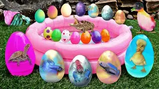 Find shell snails, conch, hermit crabs, crabs, starfish, sea fish, fish, eels, sea urchins #5