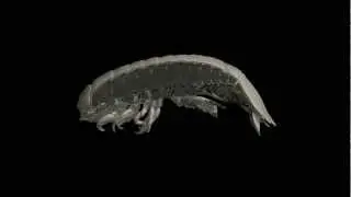 オオグソクムシ　Bathynomus doederleini