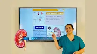 Genitourinary System Explained | Kidney Anatomy & Basics for Nursing Students | Dream Nurse Learning