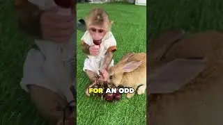 Monkey & Rabbit Friendship! 😍 #animals  #cuteanimals #monkey #rabbit