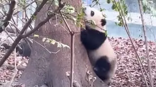 Baby HeHua continued to try to Climb the tree and Chased Nanny to Ask him to Carry Her Home #shorts