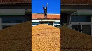 Sun-drying hazelnuts: A nutrient-rich nut, used in snacks, baking, and cooking