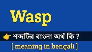 Wasp Meaning in Bengali With Example || Wasp শব্দটির বাংলা অর্থ কি হবে ?