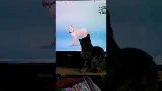 poppy intrigued by my sims cat
