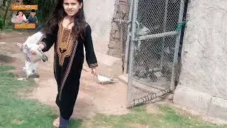 &lrm;pigeon house&lrm; || pigeon park || pigeon lover ||kabutar ki video || bahria town