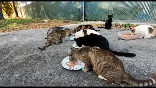 Feeding My Stray Cat Colony &ndash; Daily Feral Cat Care & TNR