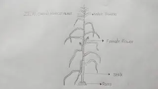 zea(corn) | monocot plant | how to draw zea | corn plant diagram | #botanypracticalrecord #botany