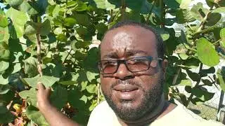 Ecology: The Seagrape Tree