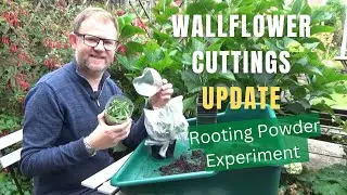 Wallflower Cuttings Update | Hormone Rooting Powder Experiment | Erysimum Propagation | Hardy Plants