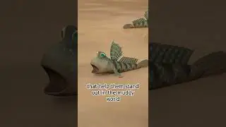 FISH THAT WALK?! 🚶&zwj;♂️🐟 | Leo the Wildlife Ranger | #shorts #education #kids #animals