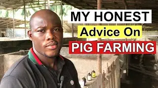 My Honest Advice to You When Starting Pig Farming