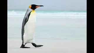 Lucy Cooke on: Penguins