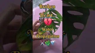 Broken Heart Propagation🌿 | How To Propagate Broken Heart In Water #shorts #viral #trending #plants