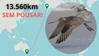 AVE BATE RECORDE AO VOAR DO ALASCA AT&Eacute; A AUSTR&Aacute;LIA, SEM PARAR!