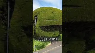 Мужик вырастил огромный КЕДР, который всем мешает