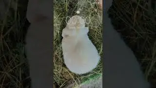 Мой кролик был лучшим решением, которое я приняла в 2025 году! #кролики