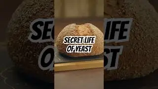 SECRET Life of Yeast: The SCIENCE of Bread&rsquo;s Rise! #foodfacts #foodhistory #facts #shorts