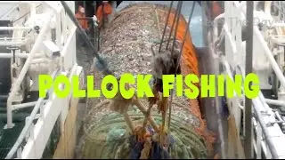 Ocean Trawling For Pollock In The Bering Sea