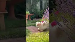 Cute cat playing in garden #Pets #LovelyPets #cat