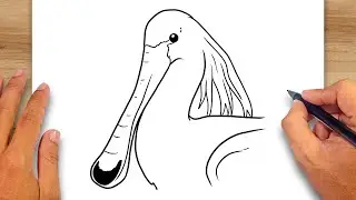 How to draw Spoonbill Beak