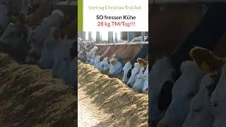 Maissilage: SO fressen K&uuml;he 27-28 kg Trockenmasse f&uuml;r &uuml;ber 40 kg Milch pro Kuh/Tag