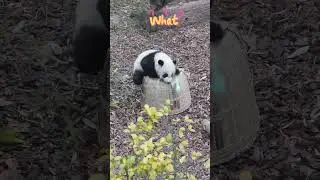 Anecdotes about several cute giant pandas #pandas #animals  #pets