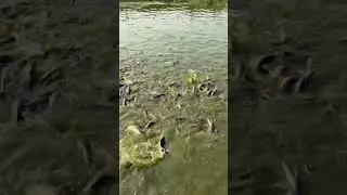 Fish Farming in Patna Bihar #shorts #viral #shortvideo #viralvideo #fishing