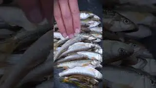 Catch Fish, Catch Clams, And Pick Wild Vegetables! #cooking #food #delicious #rural #recipe