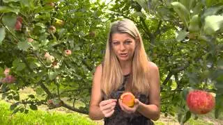 The Garden Gurs - Heritage Apples