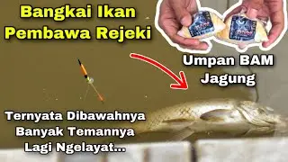 Tes Umpan Jagung BAM Pantesan Adun Mancing Juara Melulu | Umpan Gacor Ikan Mas