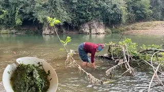 Harvesting River Moss and Cooking a Wonderful Mountain Dish