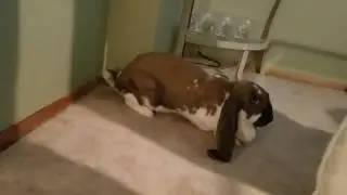Angry Rabbit Luna Thumping and Pouting