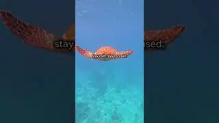 Life Lesson from a Turtle  || Consistency Wins || Keep Moving Forward || Motivation
