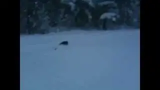 Hund i djupsn&ouml;